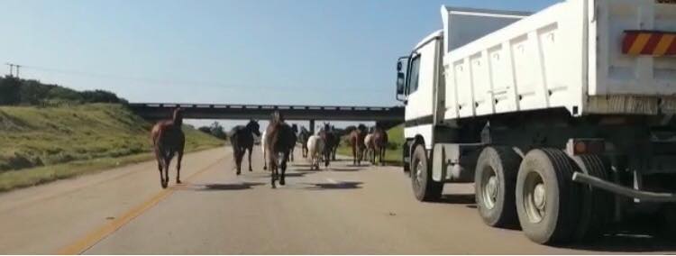 Horses on the N2 KZN